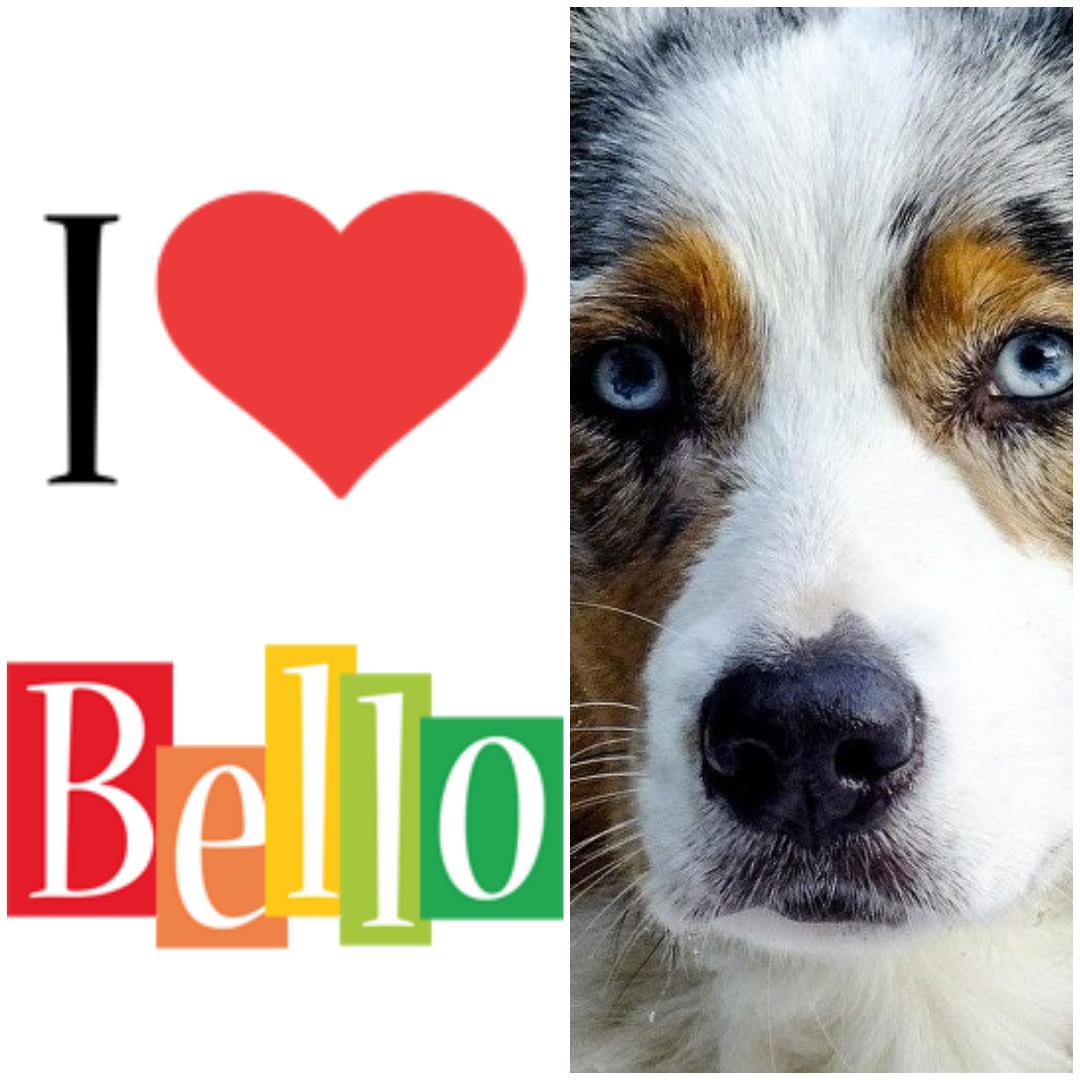 grömitz hotel mit hund